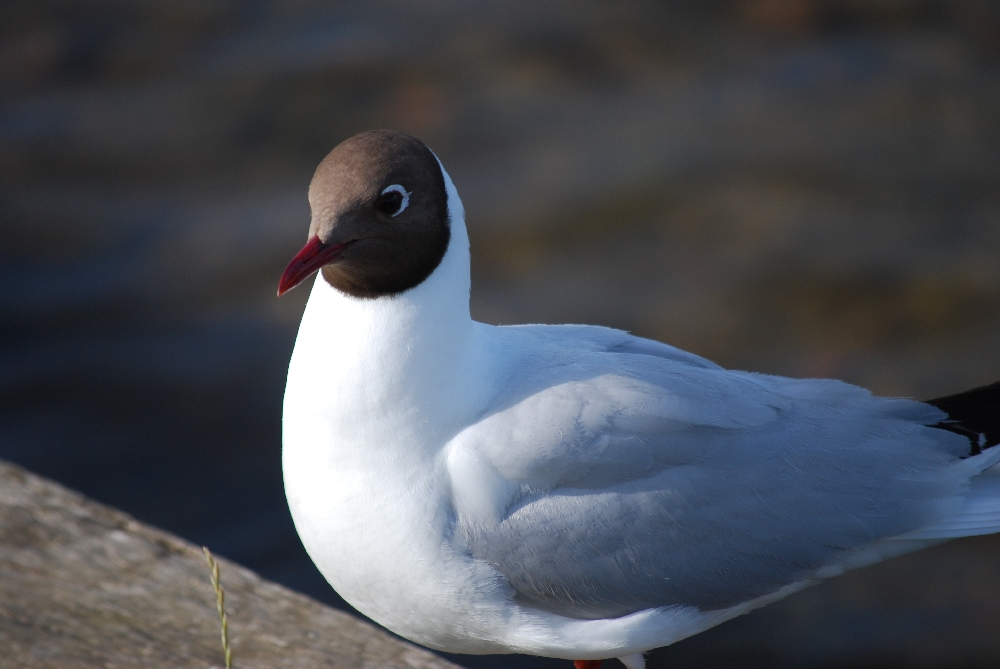 Möwe auf Helgoland