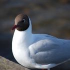 Möwe auf Helgoland