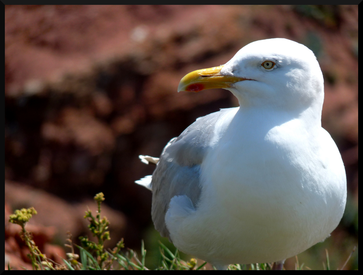 Möwe auf Helgoland