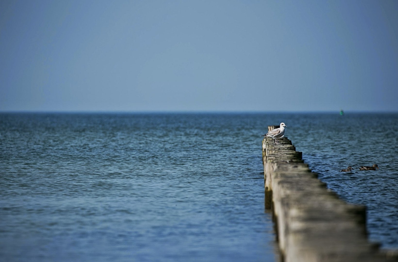 Möwe auf Hiddensee