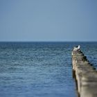 Möwe auf Hiddensee