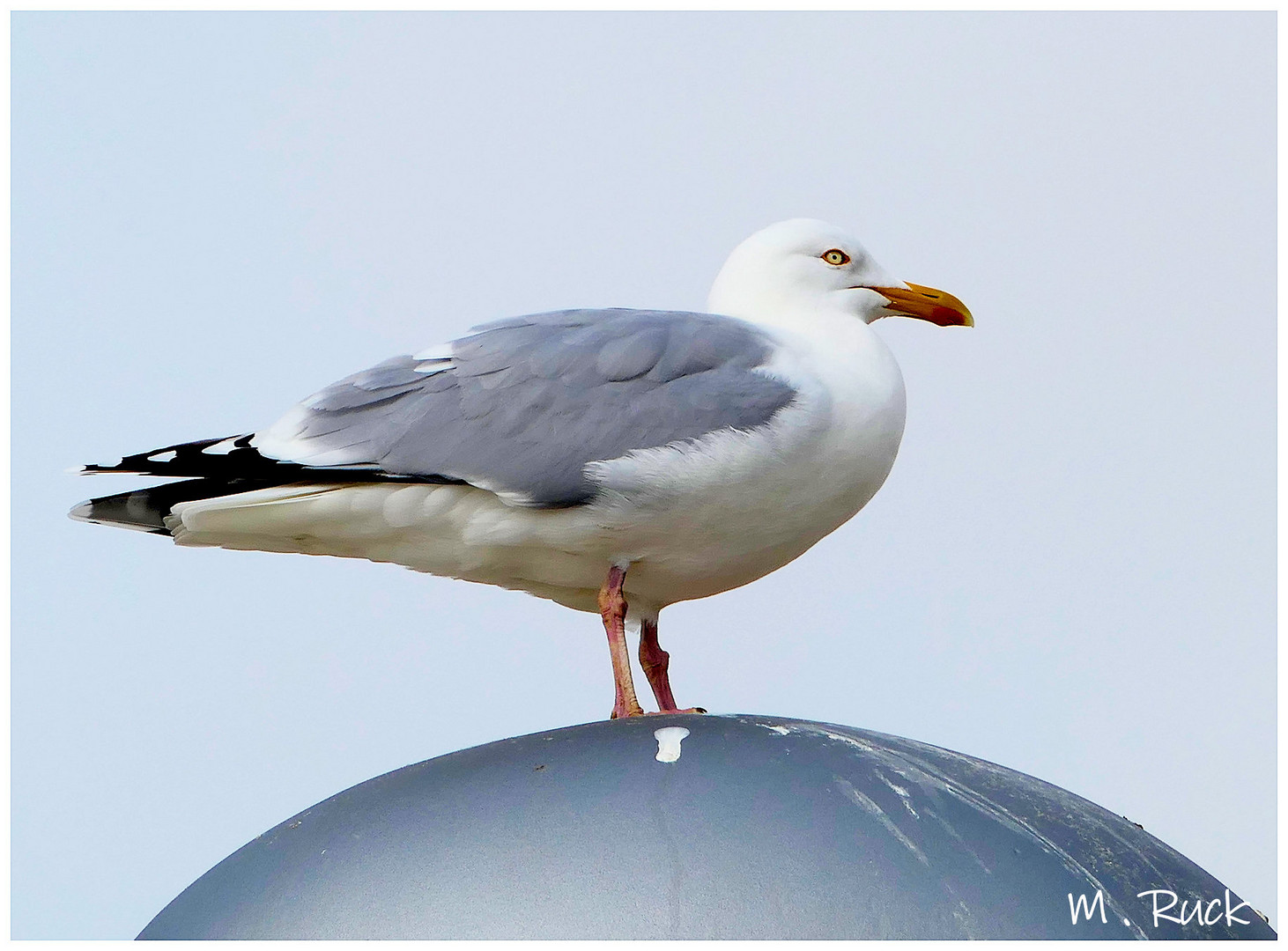 Möwe auf hoher Warte !