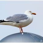 Möwe auf hoher Warte !