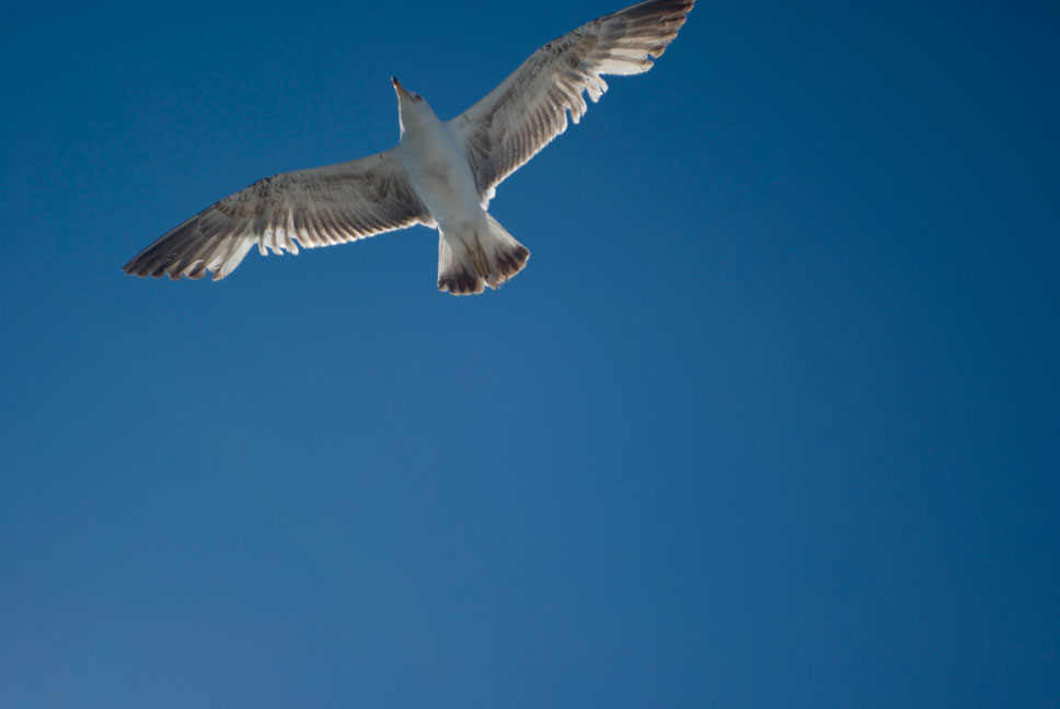 Möwe auf Hvar