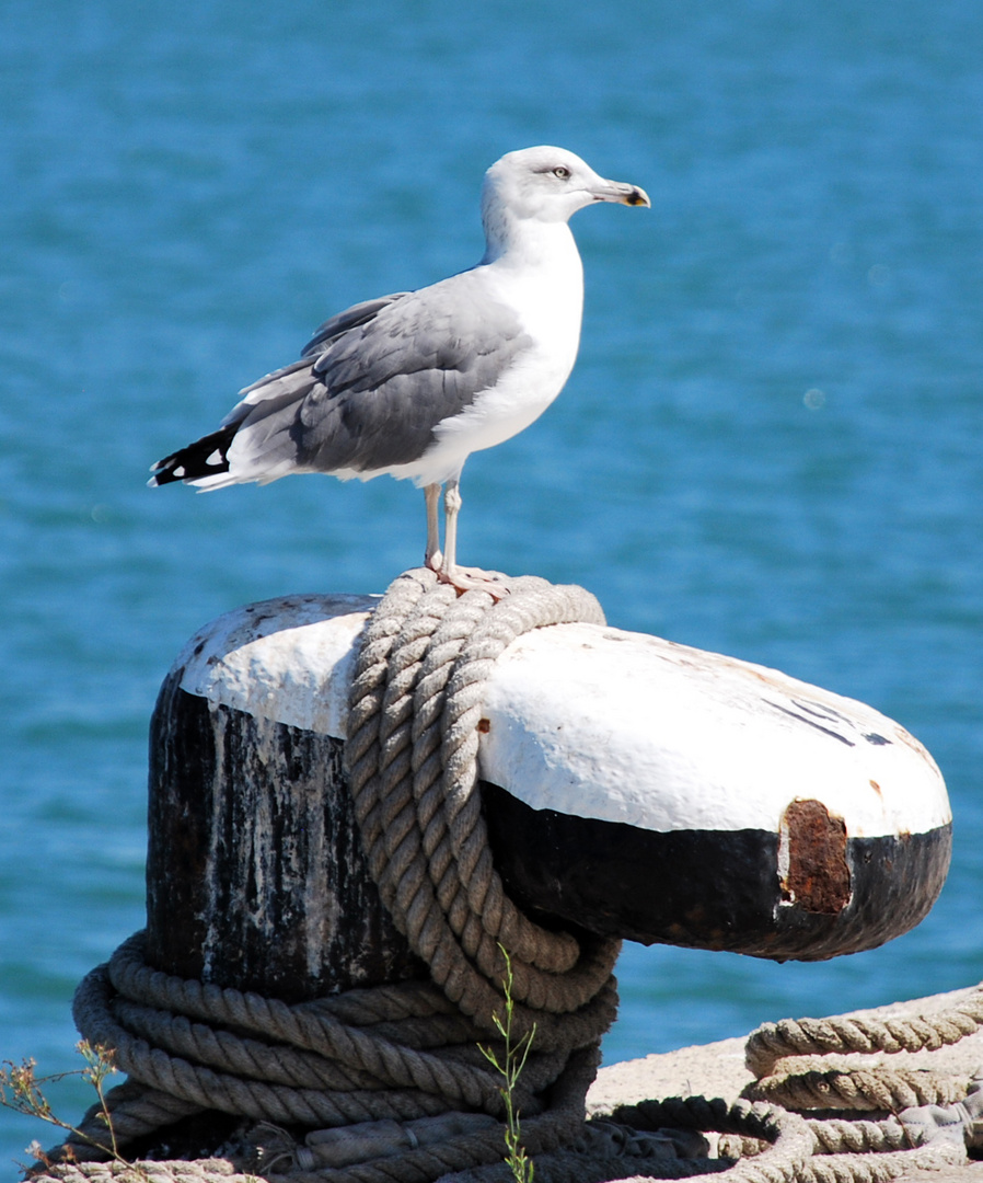 Möwe auf Ibiza