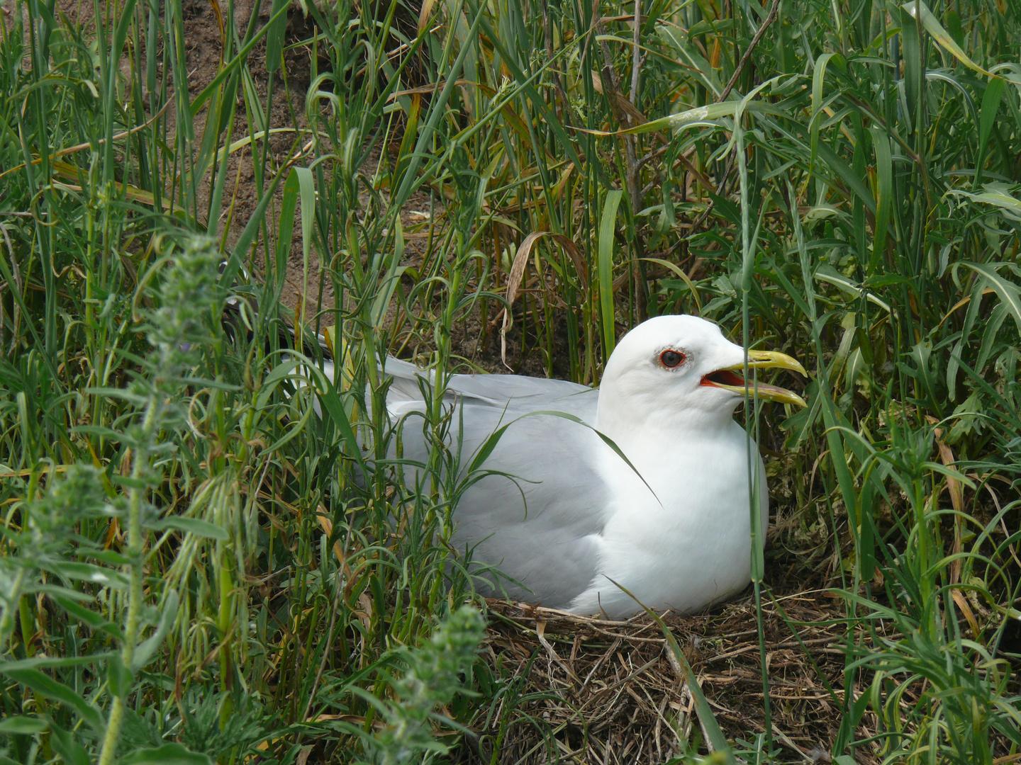 Möwe auf ihrem Gelege