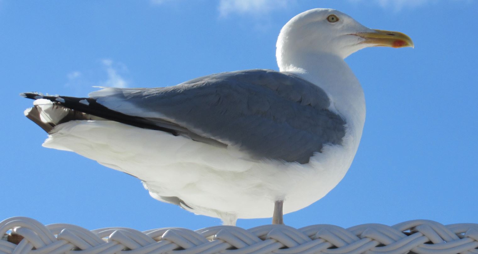 Möwe auf Insel Rügen