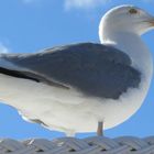 Möwe auf Insel Rügen