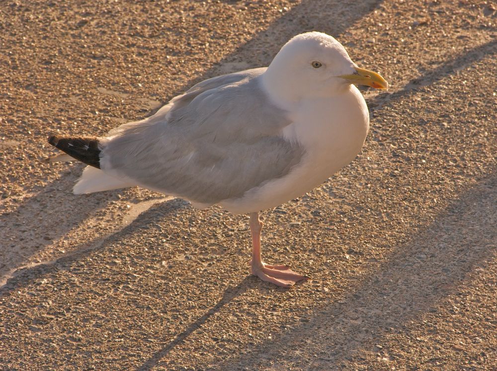 Möwe auf Jersey