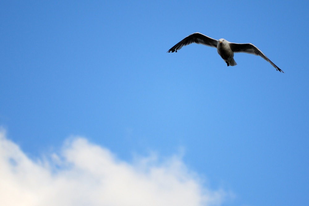 Möwe auf Juist