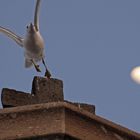 Möwe auf Kirche (Castelsardo)