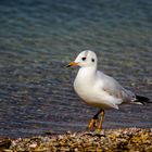 Möwe auf Landgang