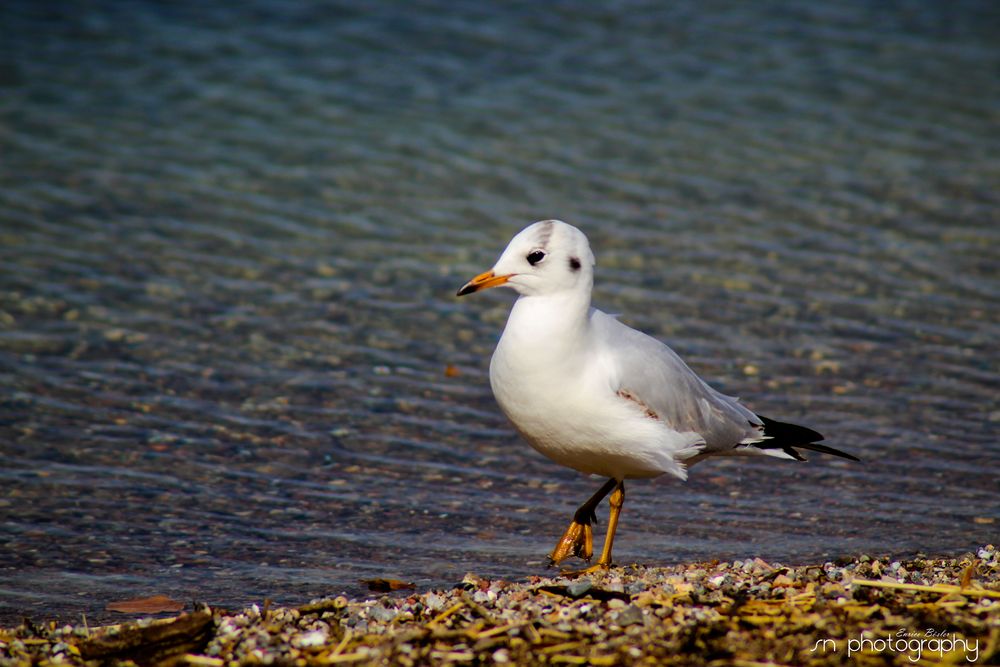 Möwe auf Landgang