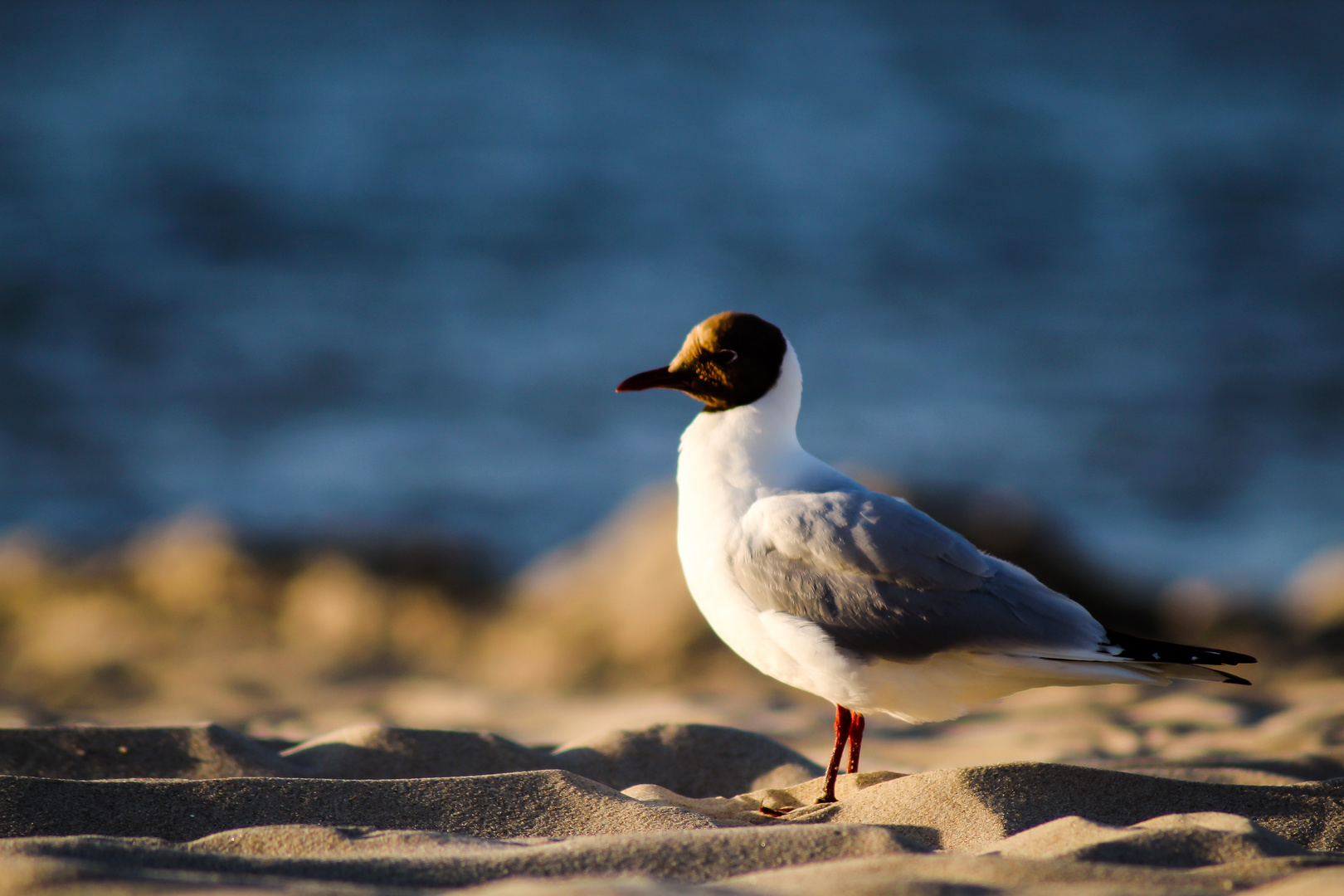 Möwe auf Landgang