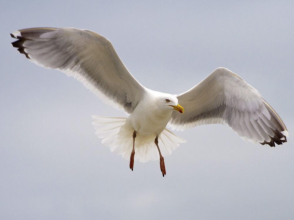 Möwe auf Langeoog