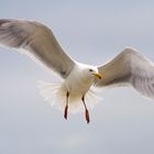 Möwe auf Langeoog