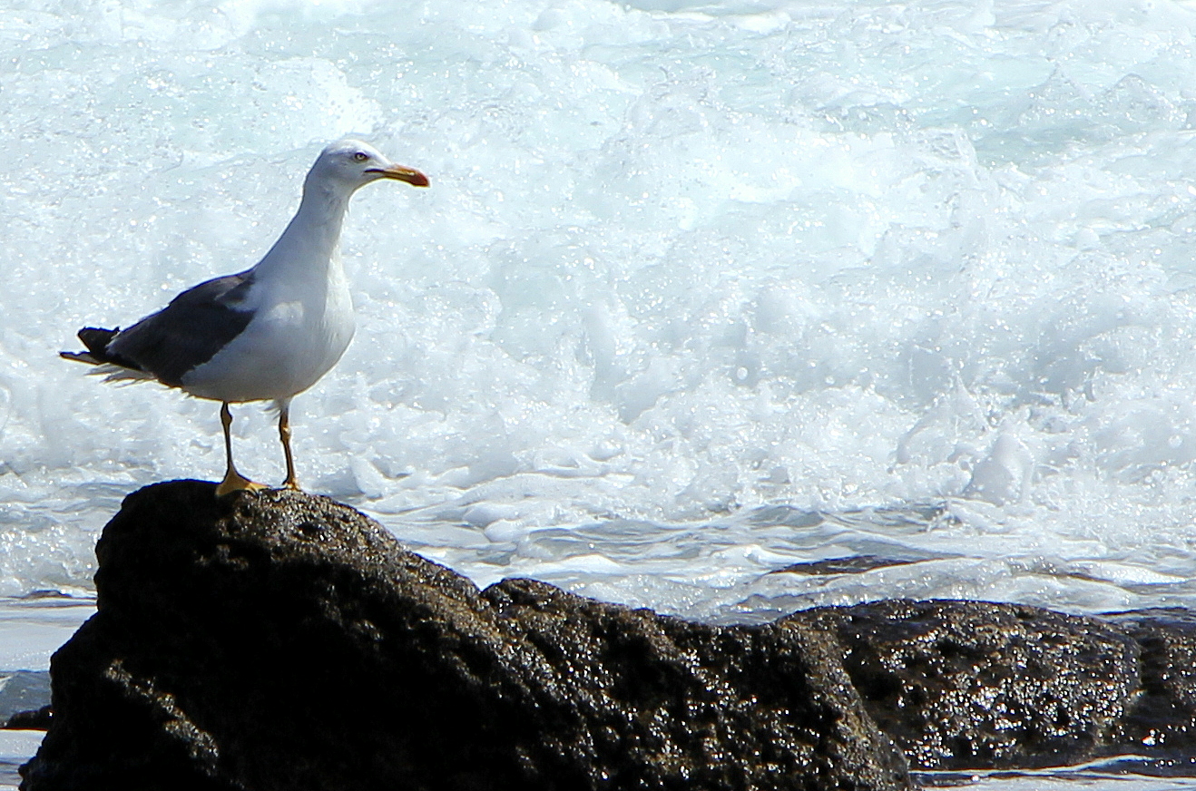 Möwe auf Lanzarote