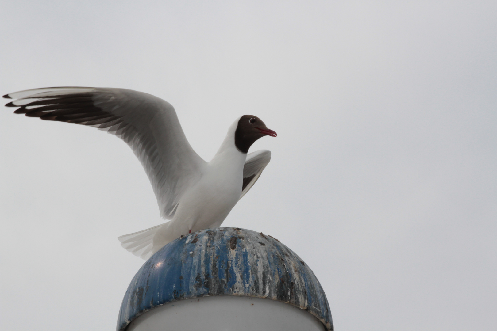 Möwe auf Leuchte