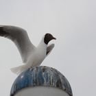 Möwe auf Leuchte