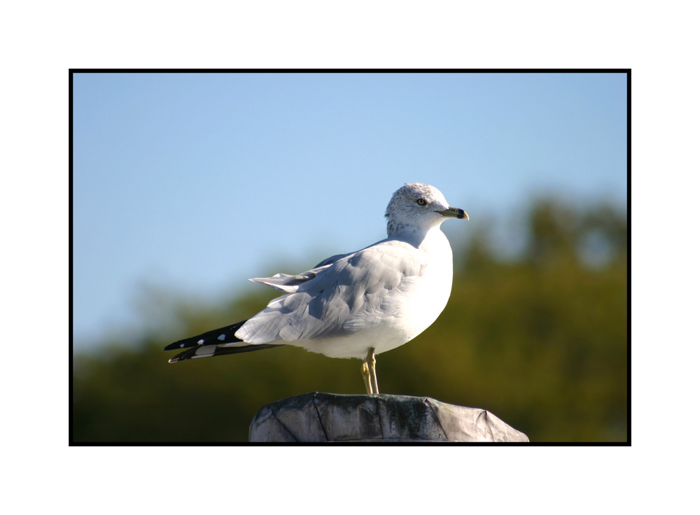 Möwe auf Liberty Island