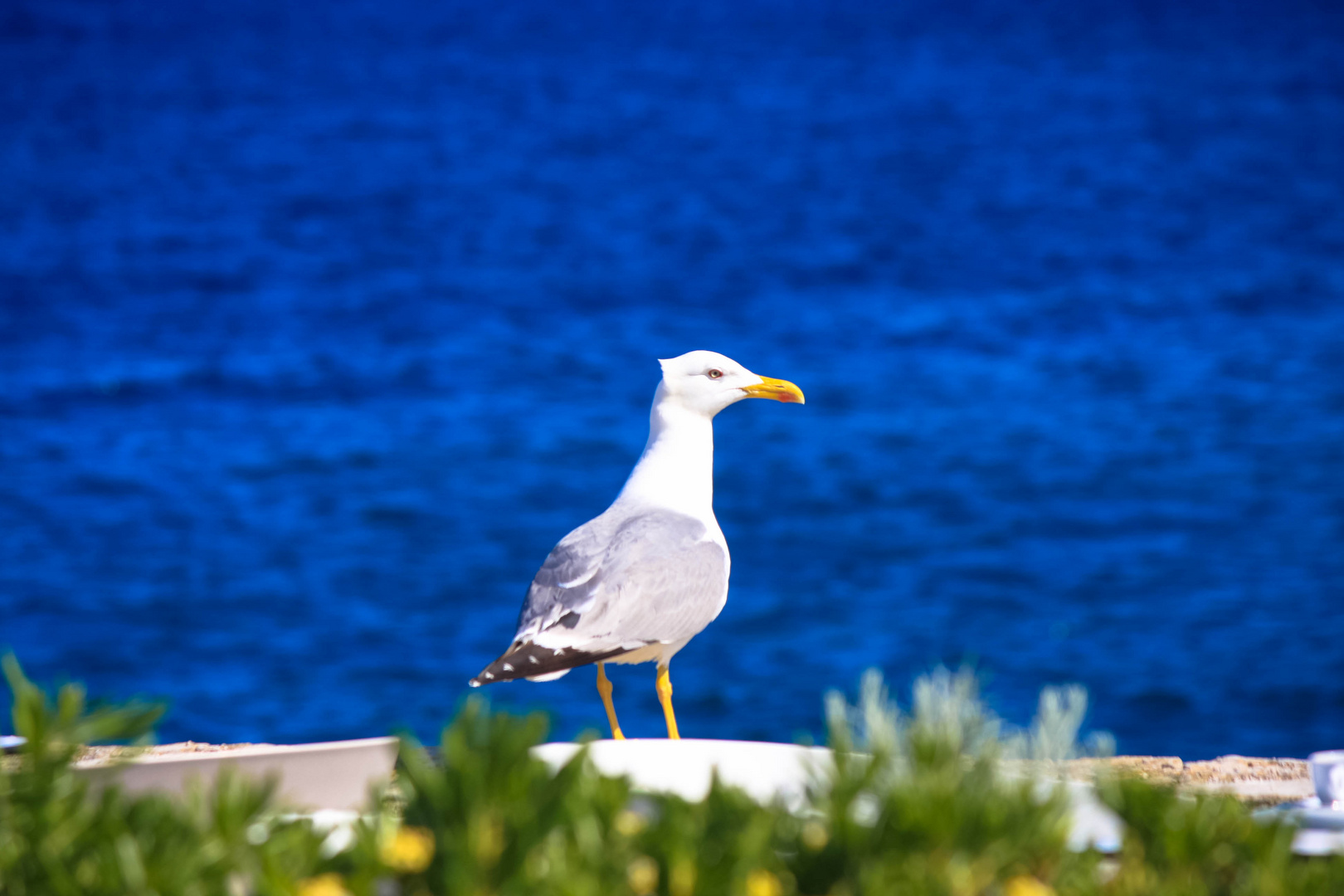 Möwe auf Mallorca