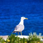 Möwe auf Mallorca