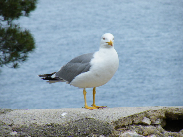 Möwe auf Mallorca