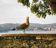 Möwe auf Mauer