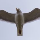 Möwe auf Nahrungssuche