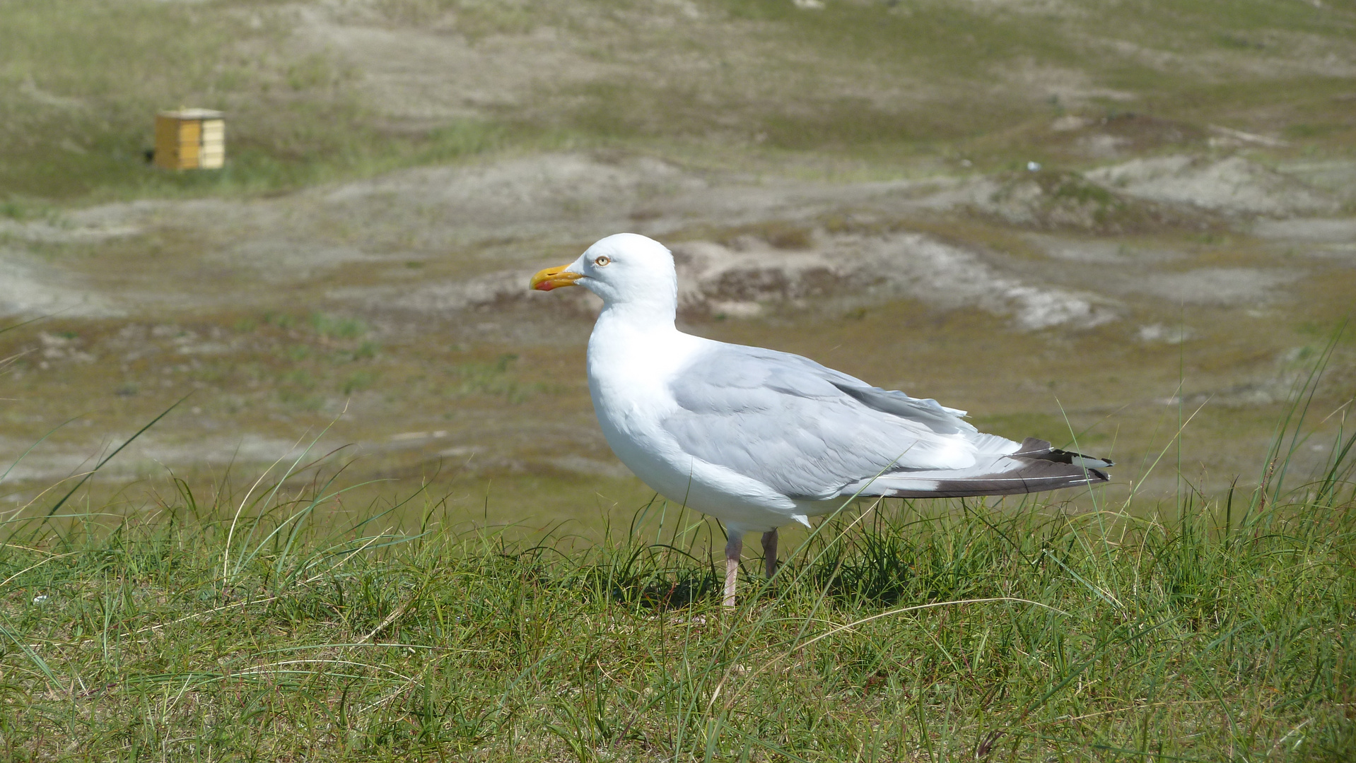 Möwe auf Norderney