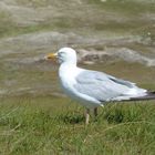 Möwe auf Norderney