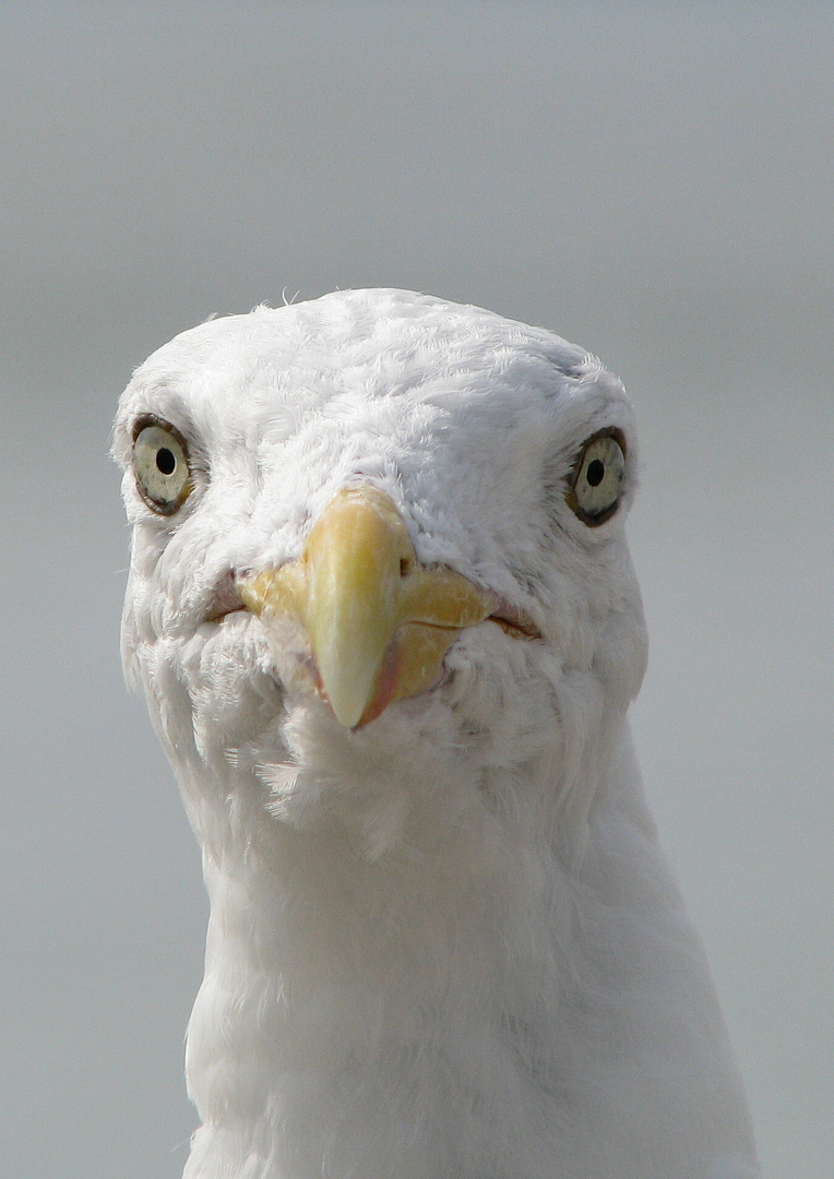 Möwe auf Norderney