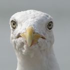 Möwe auf Norderney