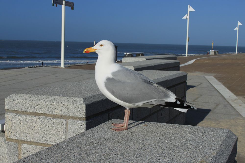 Möwe auf Norderney von KoDFaithless 