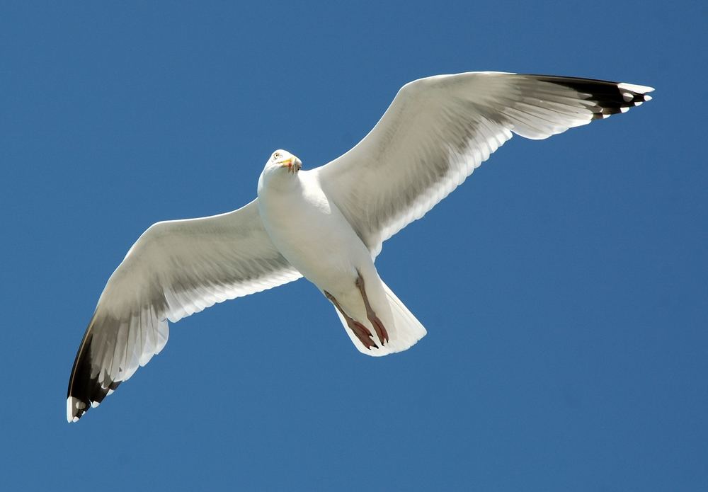 Möwe auf Norderney