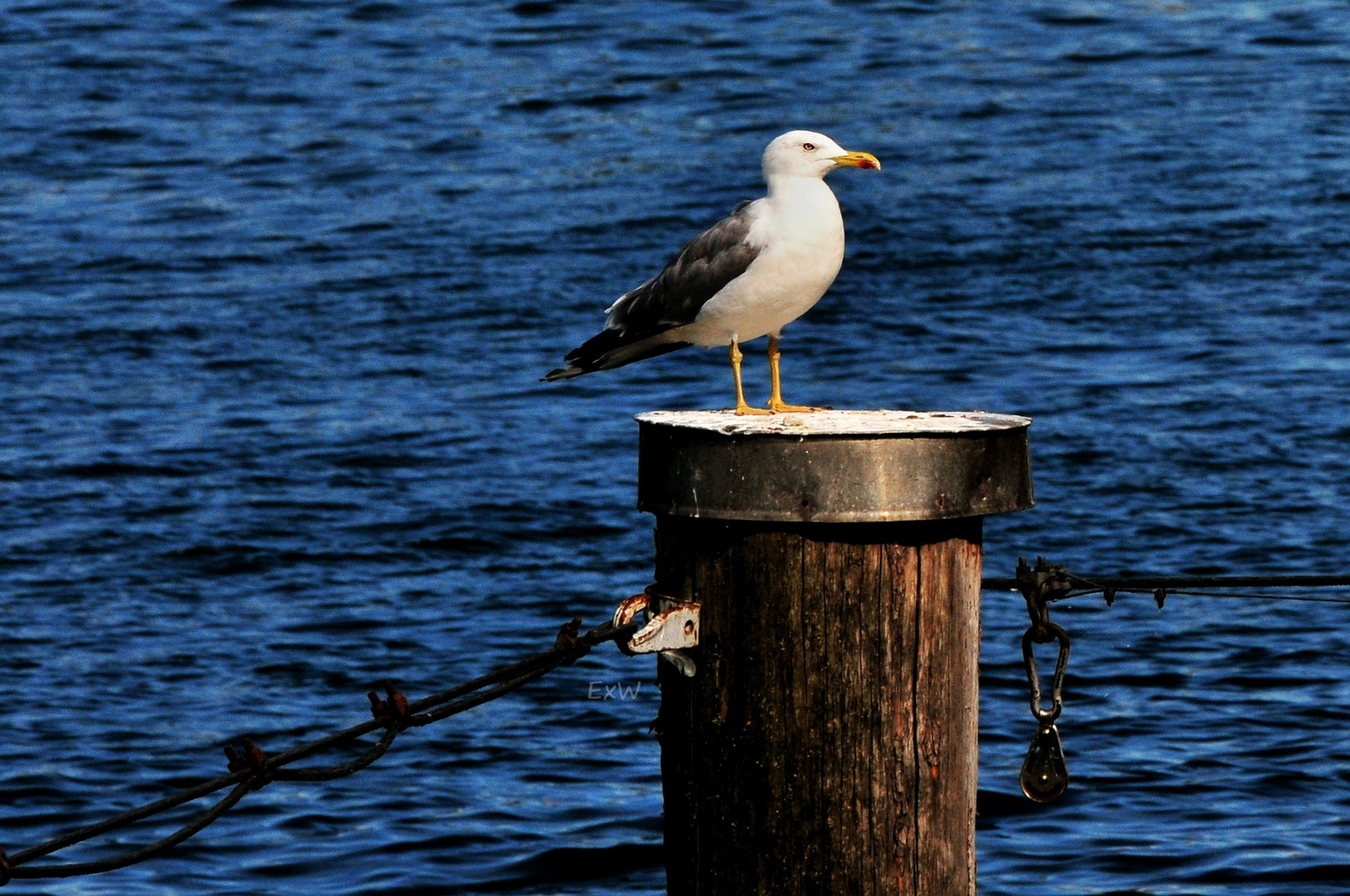 Möwe auf Pfahl #1