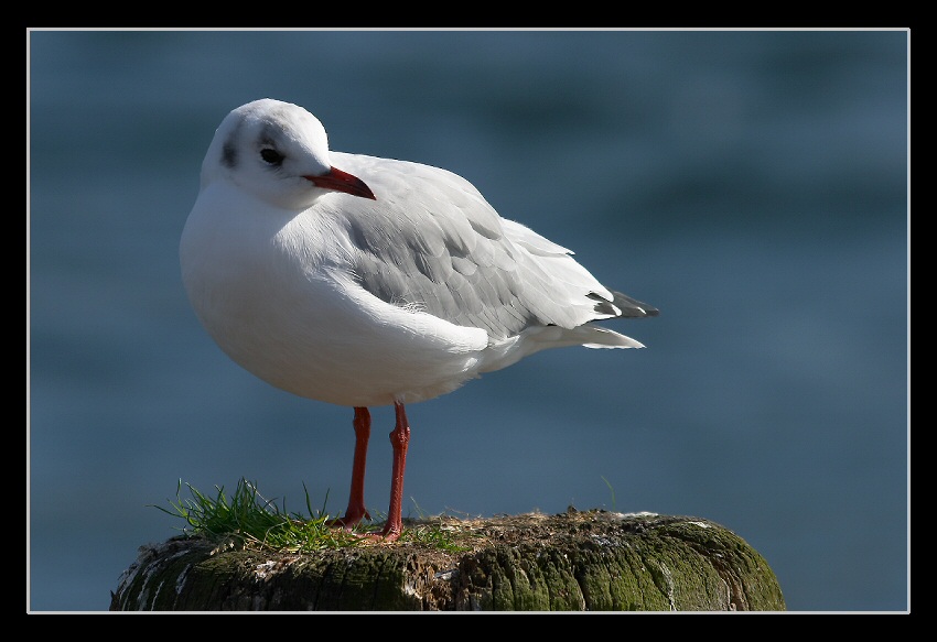 Möwe auf Pfahl