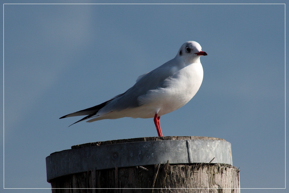 Möwe auf Pfahl