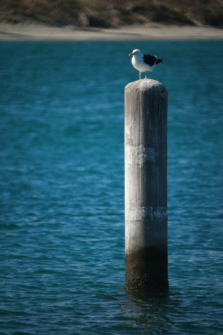 Möwe auf Poller