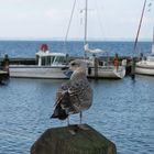 Möwe auf "Posten"