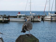 Möwe auf "Posten"