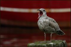 möwe auf rot