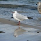 Möwe auf Rügen