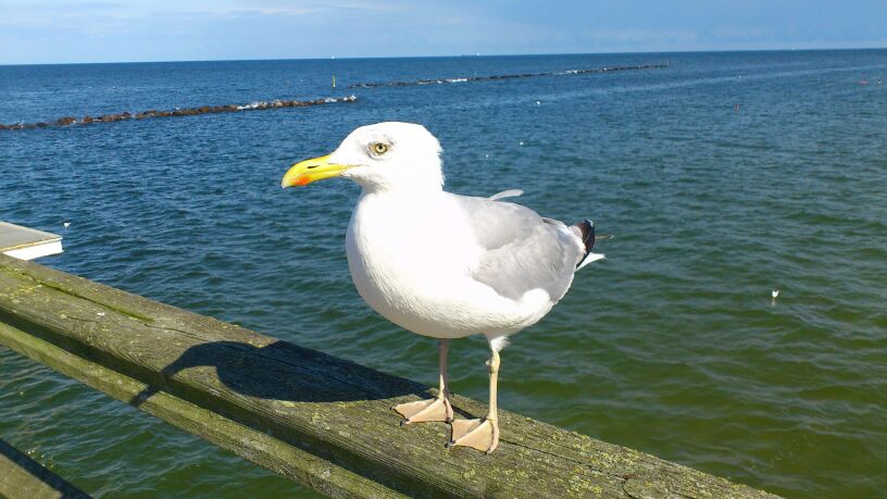 Möwe auf Rügen