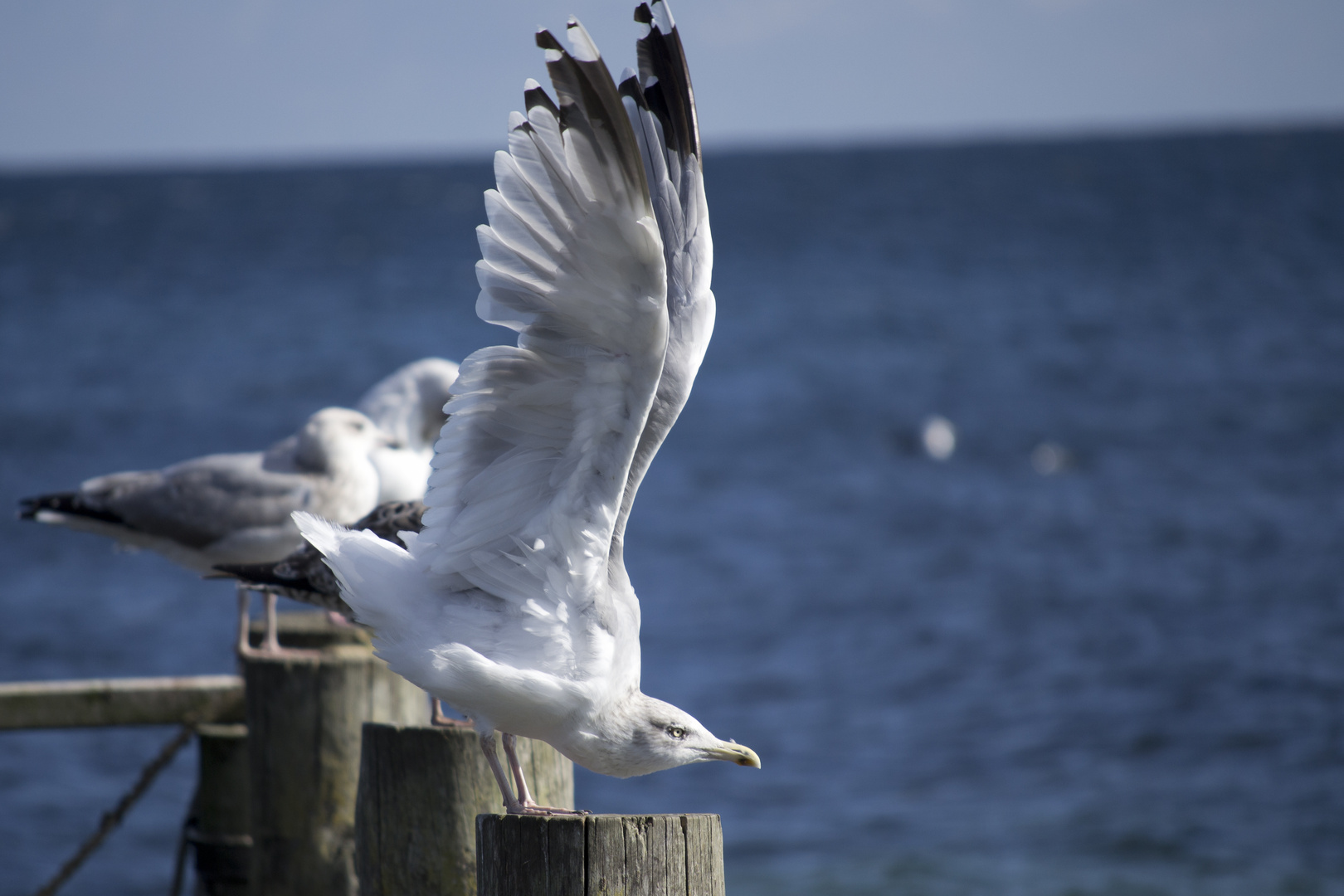 Möwe auf Rügen