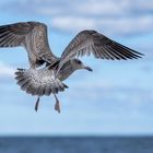 MÖWE auf Rügen-DSC07523