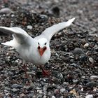 Möwe auf Rügen