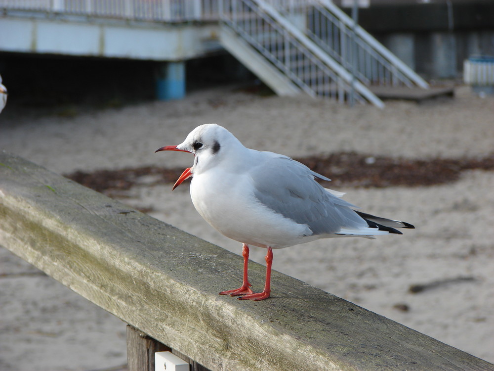 Möwe auf Seebrücke Sellin