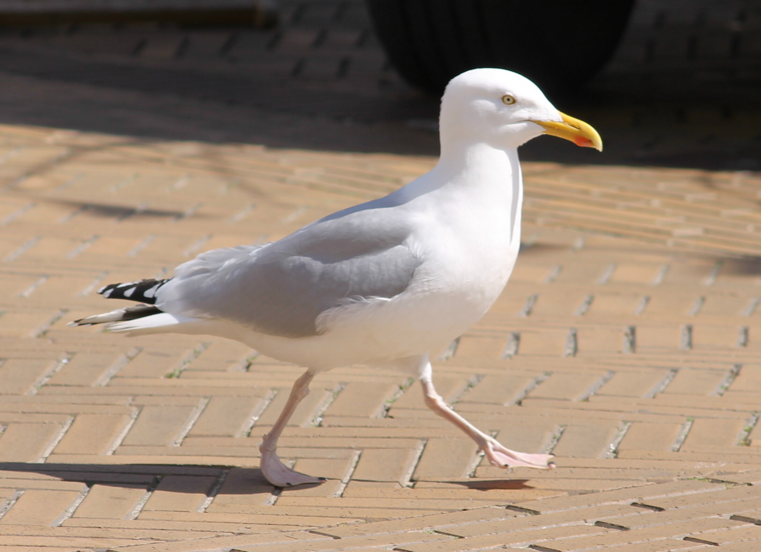 Möwe auf Shopping -Tour mitten in der Fußgängerzone !!