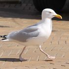 Möwe auf Shopping -Tour mitten in der Fußgängerzone !!